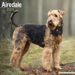 Airedale