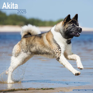 Akita