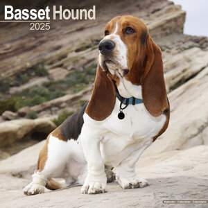 Basset