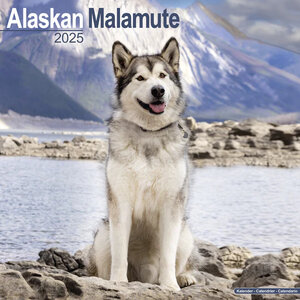 Alaskan Malamute