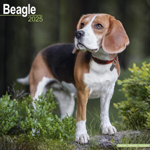 Beagle