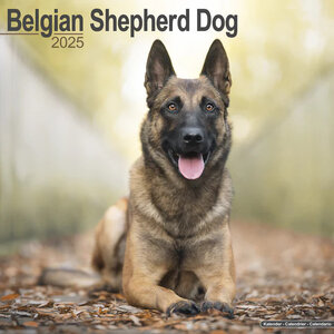 Belgian Sheperd