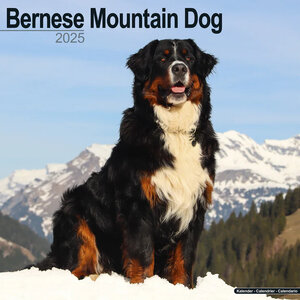 Bernese Mountain