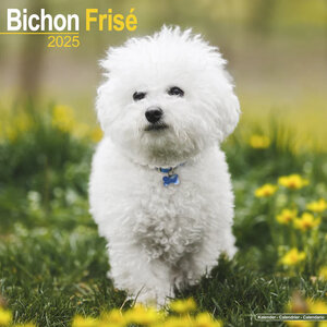 Bichon Frisé