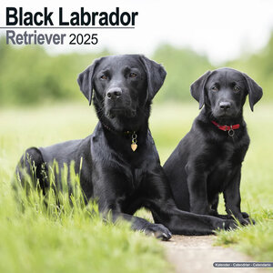 Black Labrador