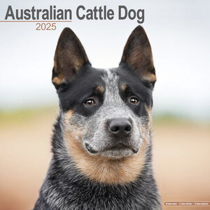 Australian Cattle Dog