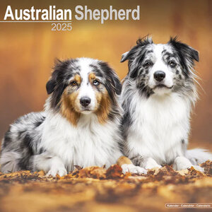 Australian Shepherd