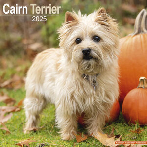 Cairn Terrier