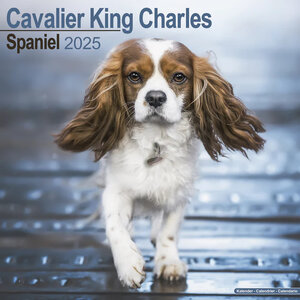 Cavalier King Charles Spaniel