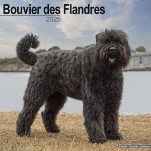 Bouvier des Flandres