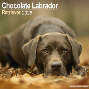 Chocolate Labrador Retriever