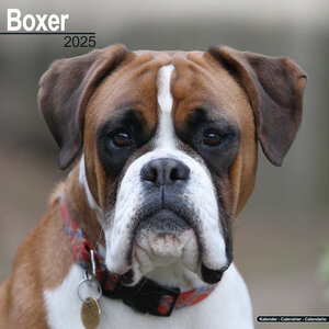 Boxer