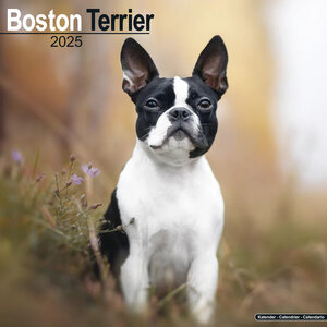 Boston Terrier