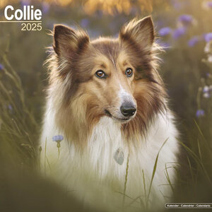 Collie