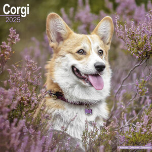 Corgi