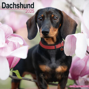 Dachshund