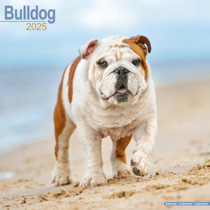 Bulldog