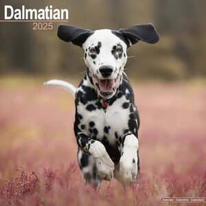 Dalmatian