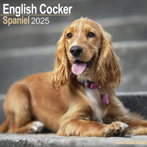 English Cocker Spaniel