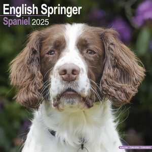 English Springer