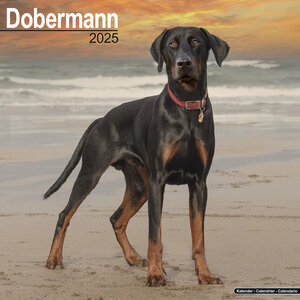 Dobermann