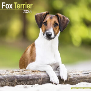 Fox Terrier