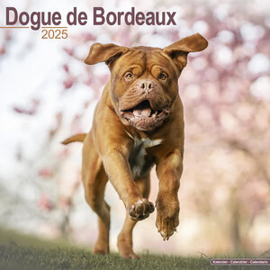 Dogue de Bordeaux