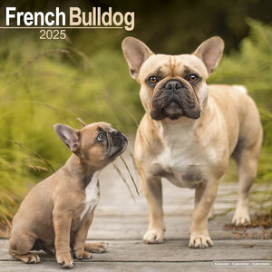 Franse Bulldog