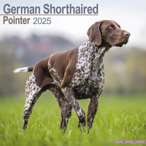 German Shorthaired Pointer