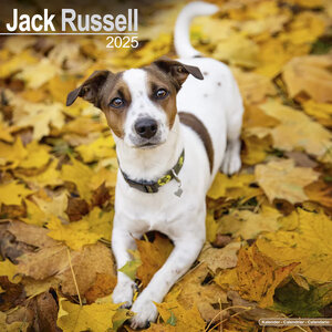 Jack Russel