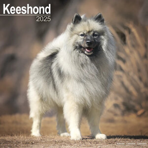 Keeshond