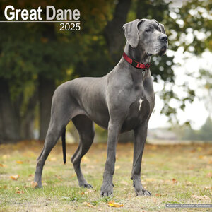 Great Dane