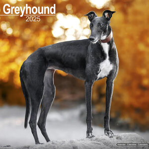 Greyhound