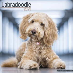 Labradoodle