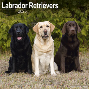 Labrador Retrievers