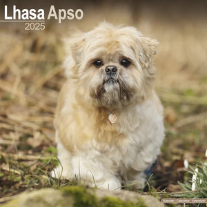 Lhasa Apso