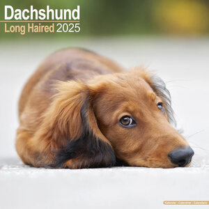 Dachshund Long Haired