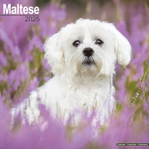 Maltese