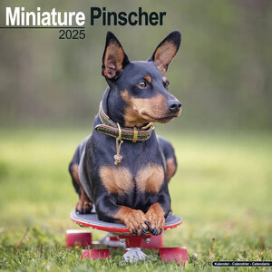 Miniature Pinscher