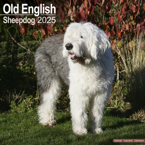 Old English Sheepdog