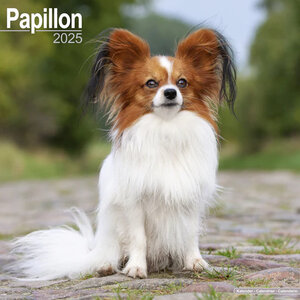 Papillon