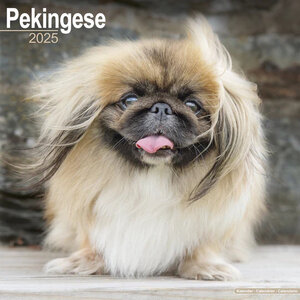 Pekingese