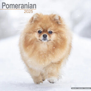 Pomeranian