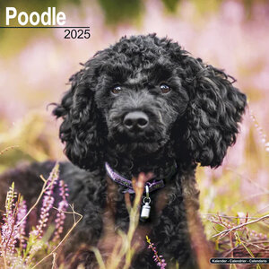 Poodle