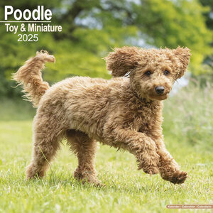 Poodle Toy & Miniature 