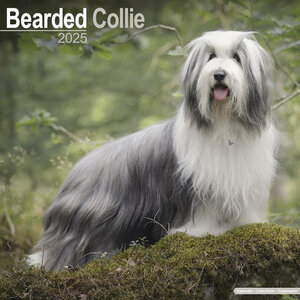 Bearded collie