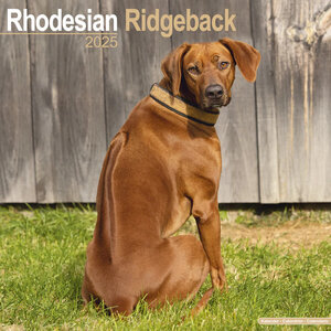 Rhodesian Ridgeback