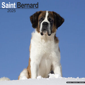 Saint Bernard