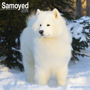 Samoyed