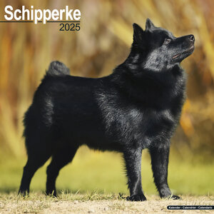 Schipperke